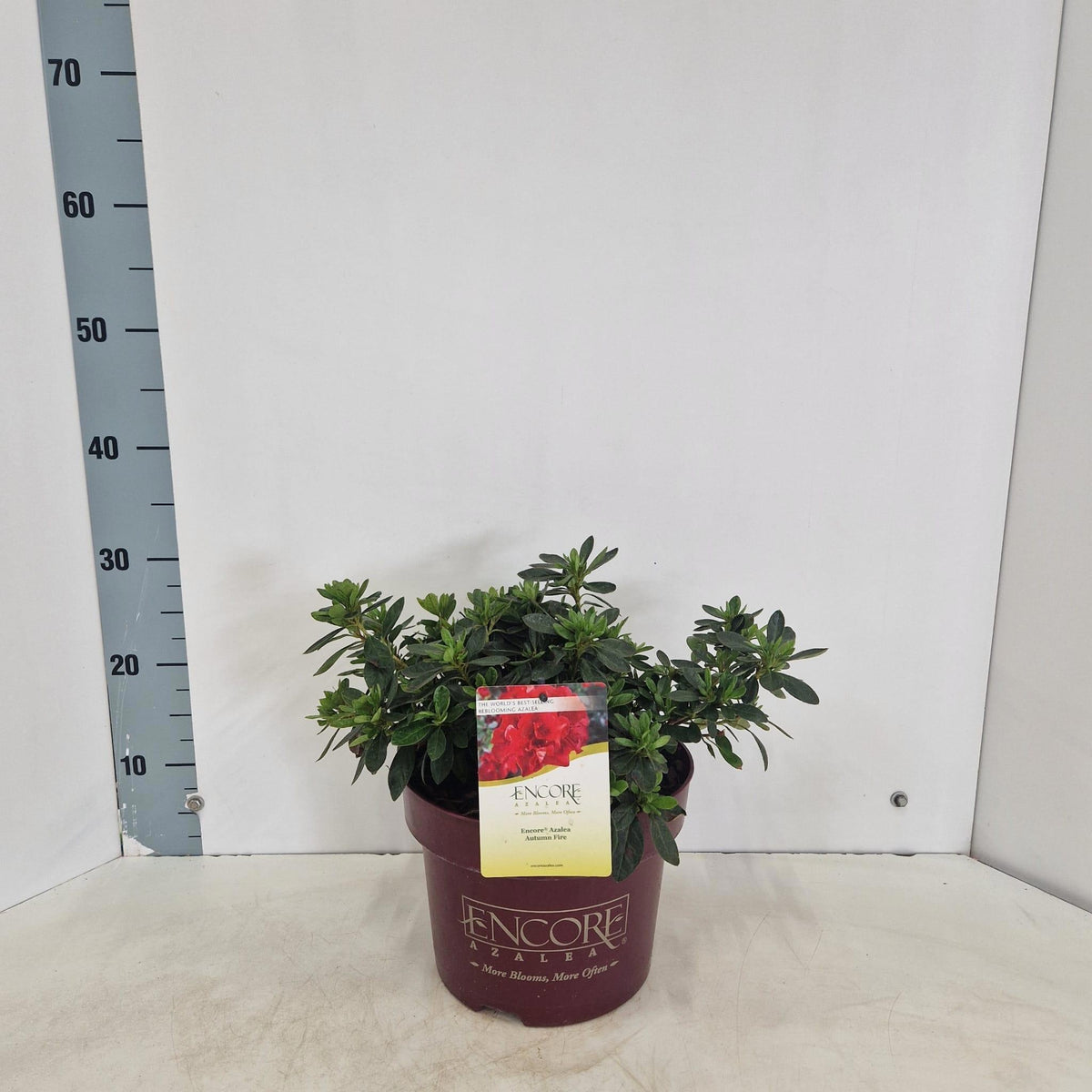 Rhododendron Encore Autumn Fire 40cm 23cm Pot