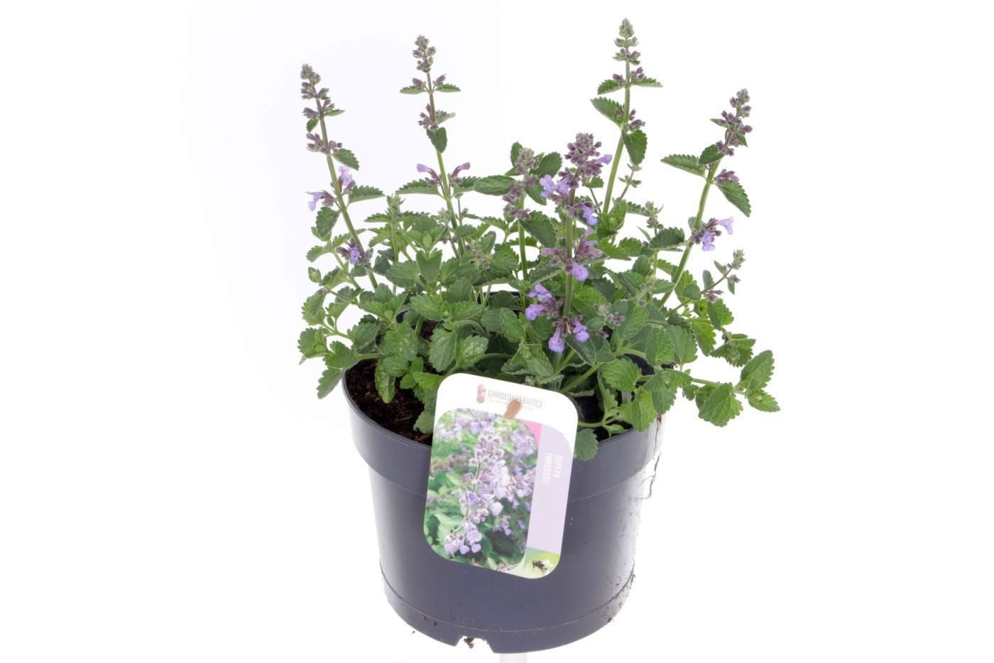 Nepeta faassenii 30cm 17cm Pot