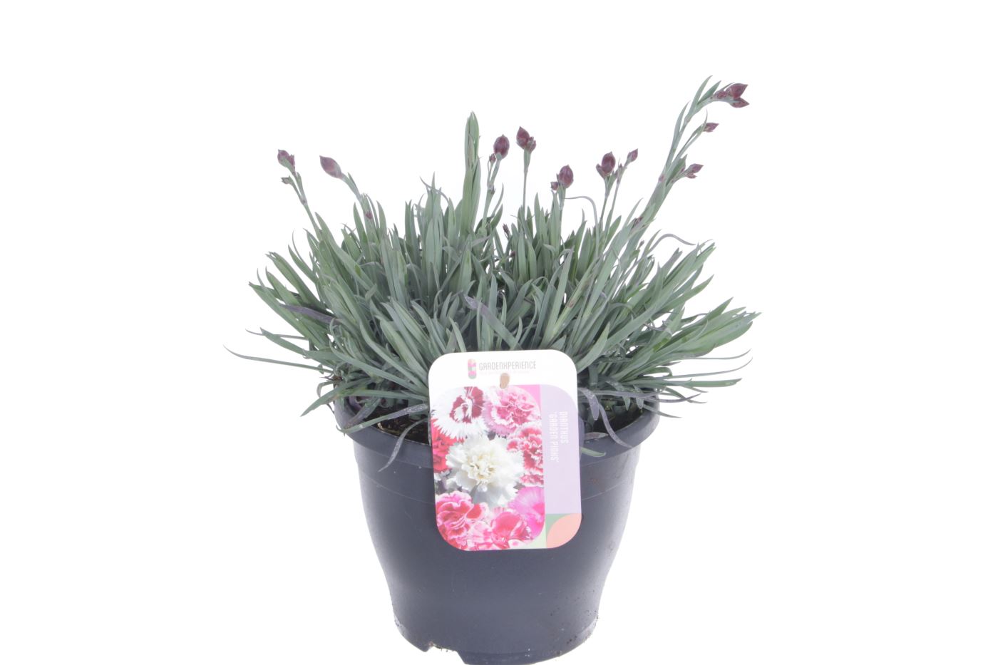 Dianthus mix 45cm 23cm Pot