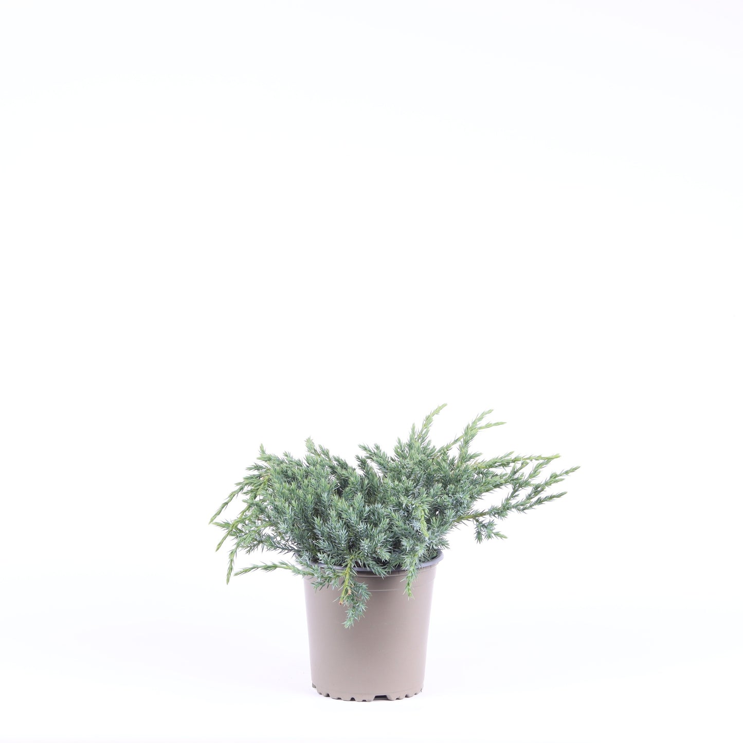 Vredebest, Kwekerij Juniperus Blue Carpet Pack of 8