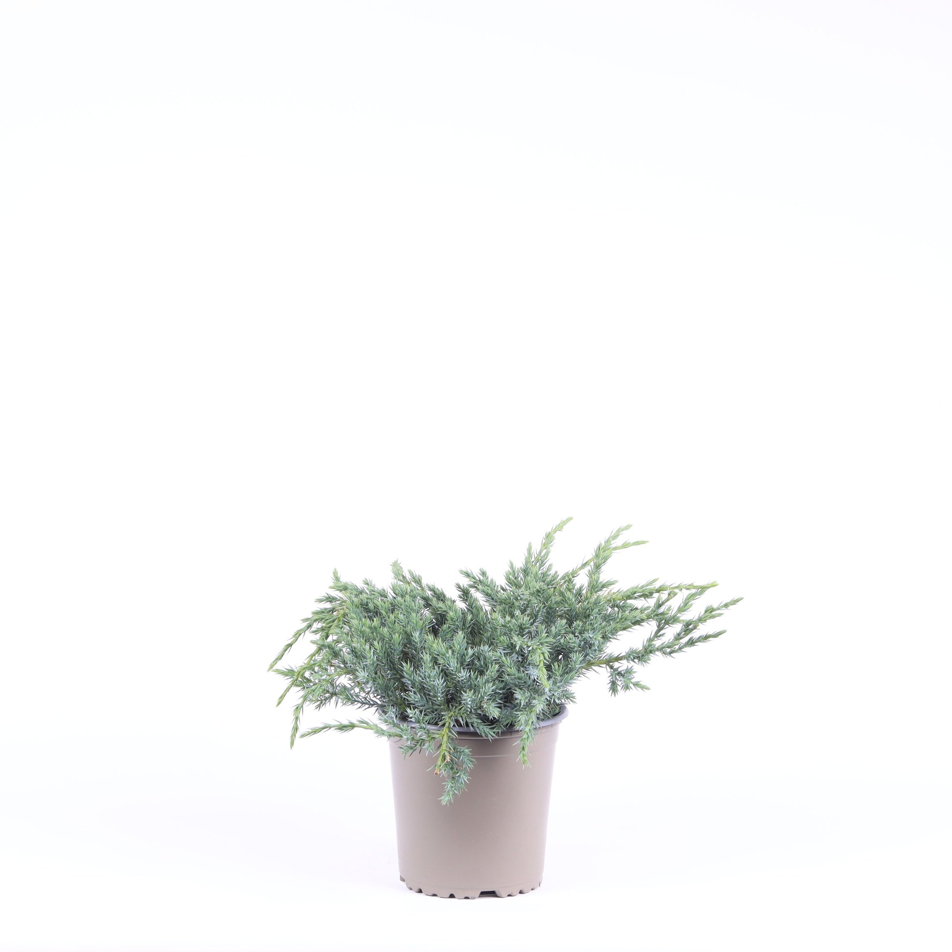 Vredebest, Kwekerij Juniperus Blue Carpet Pack of 8