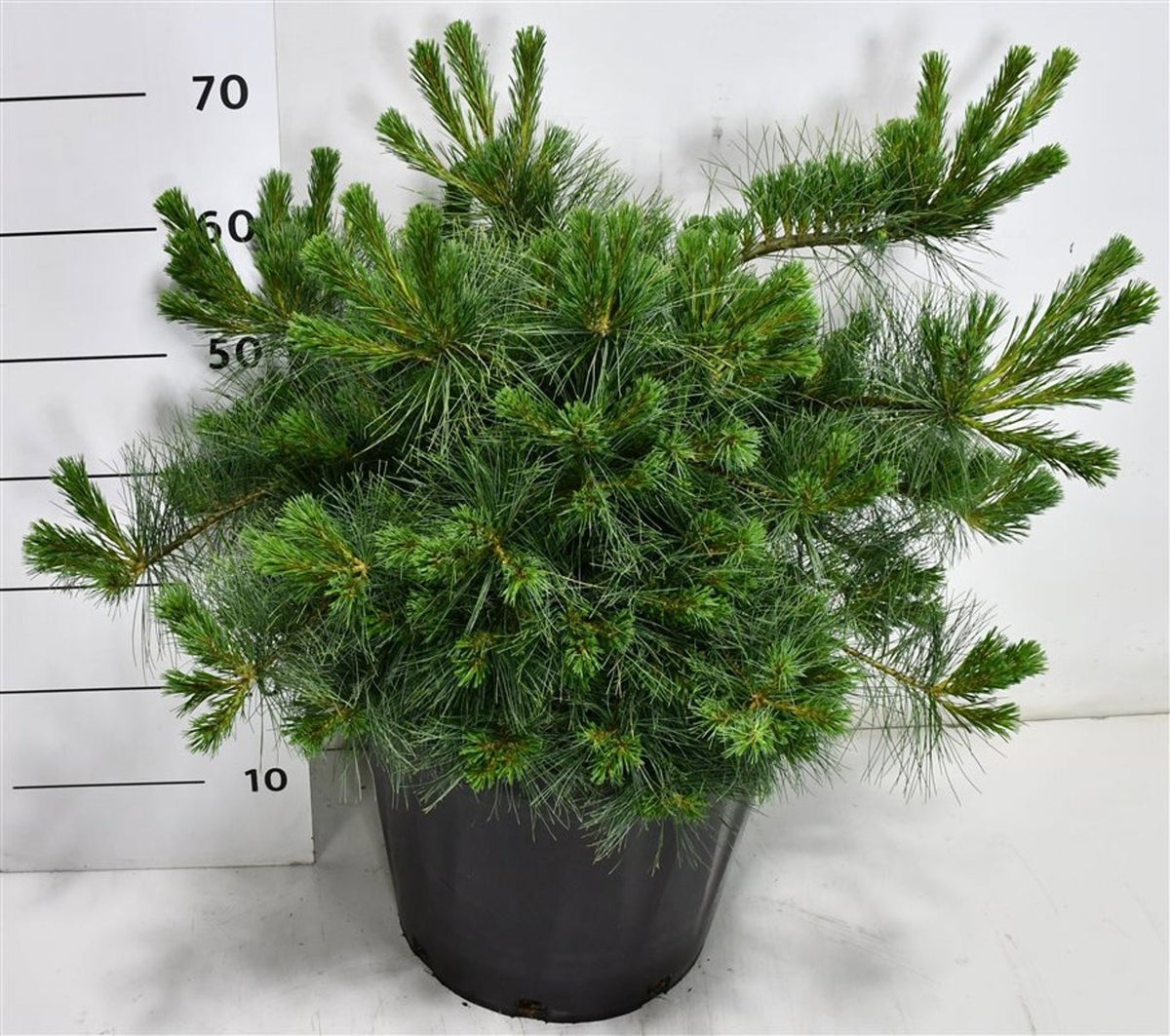 Pinus strobus 70cm 38cm Pot