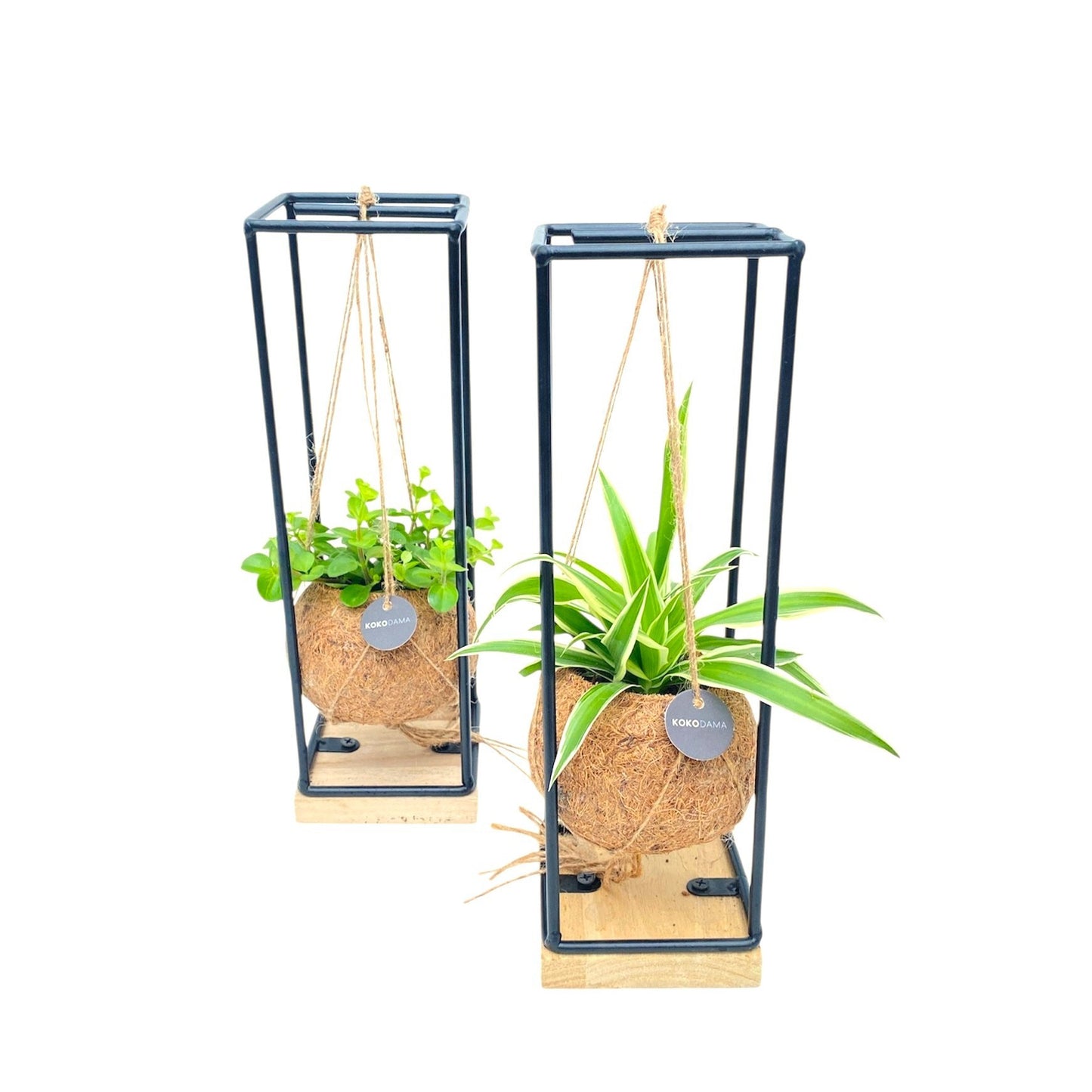 Foliage houseplants mix 30cm 9cm Pot