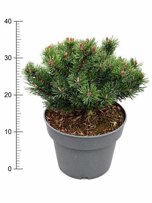 Pinus hybrid 40cm 23cm Pot