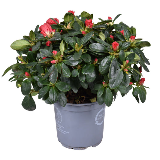 Rhododendron simsii Jimmy 22cm 12cm Pot