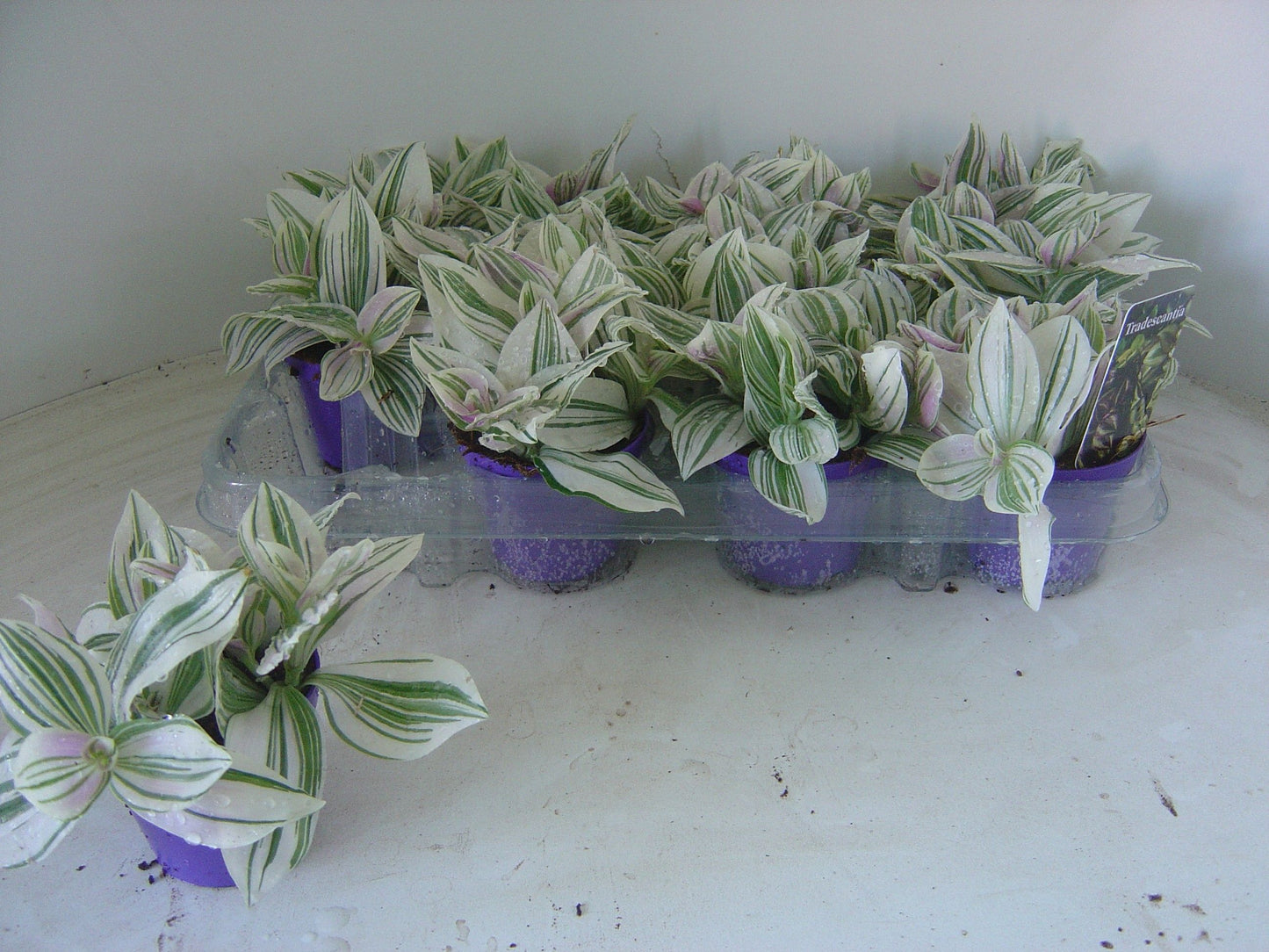 Tradescantia zebrina 7cm Pot