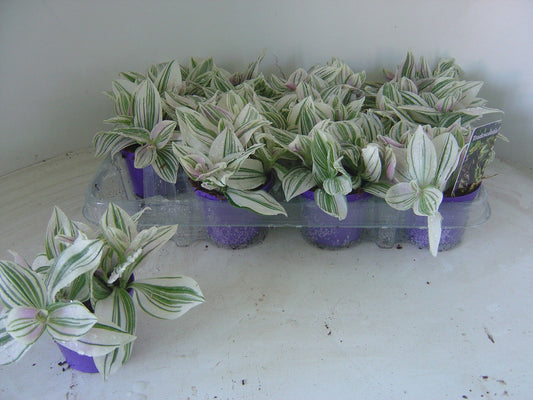 Tradescantia zebrina 7cm Pot