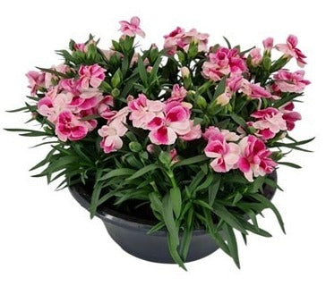 Dianthus Sprint Pink & Proud 23cm 21cm Pot