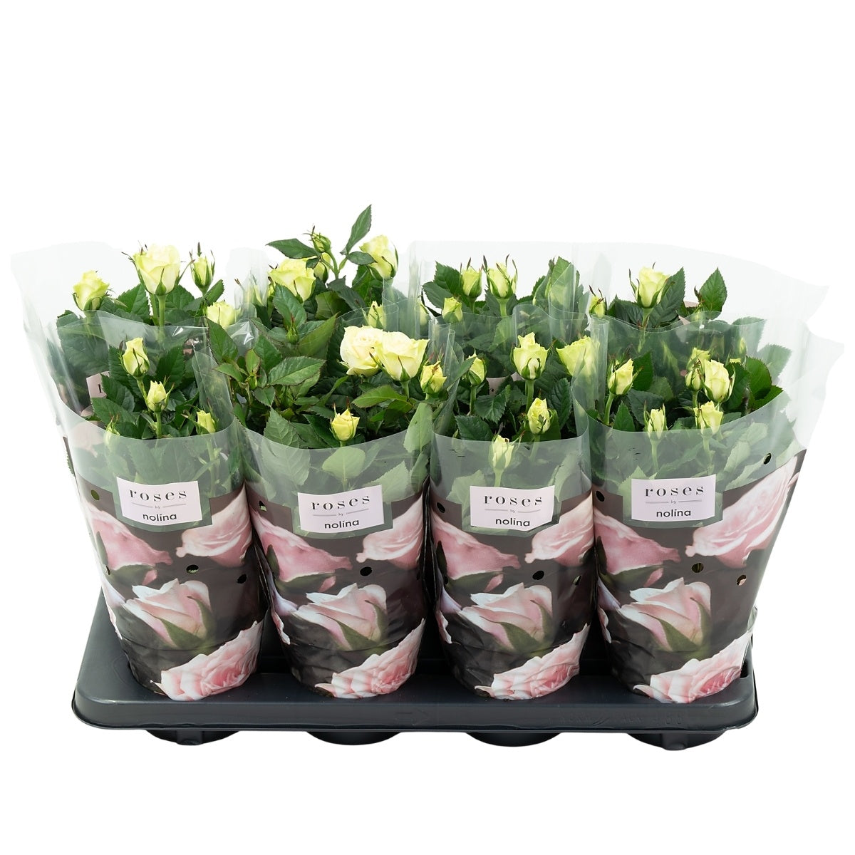 Rosa white 36cm 13cm Pot