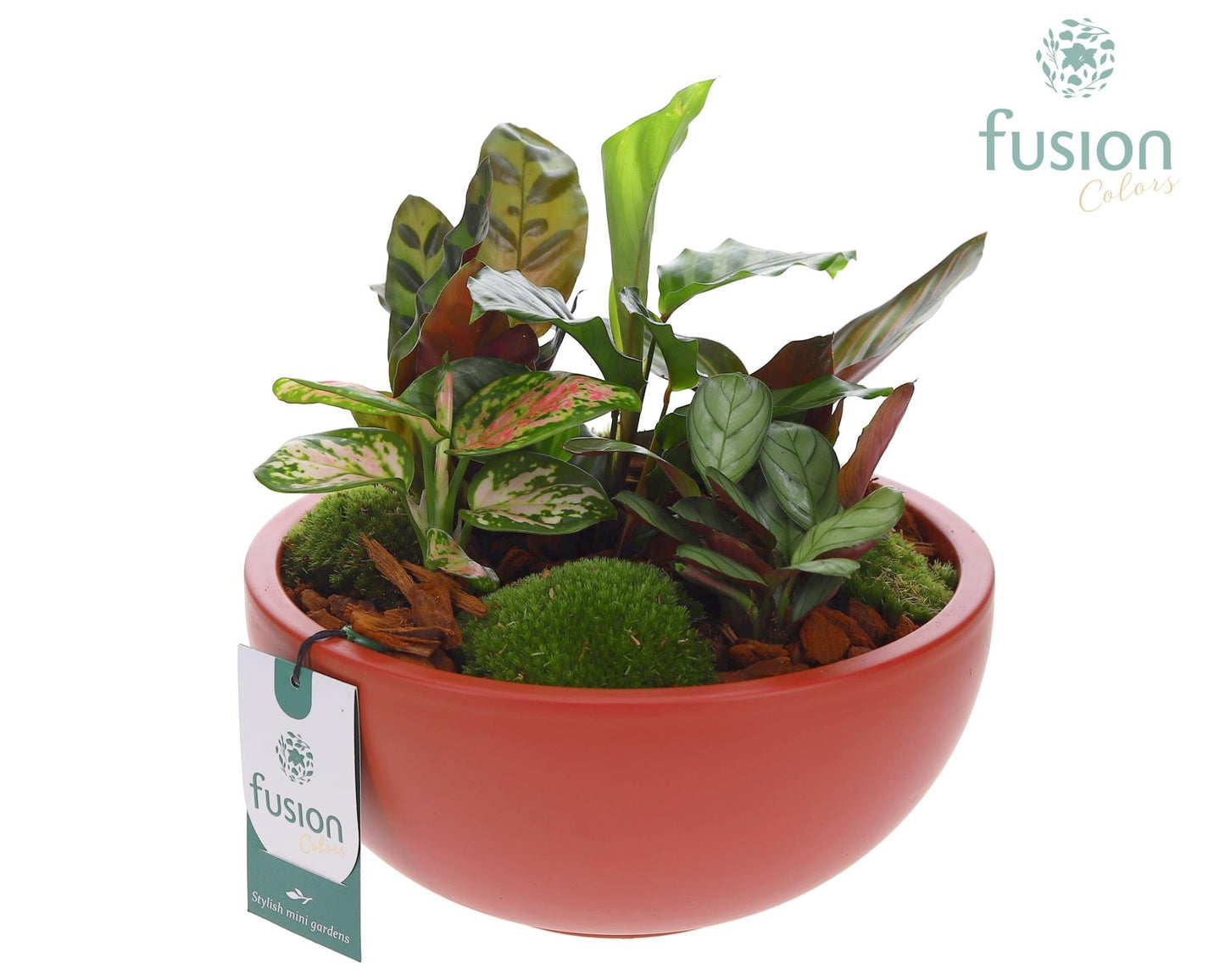 Schaal keramiek Moon Large marsala rood met groene planten 20cm 22cm Pot