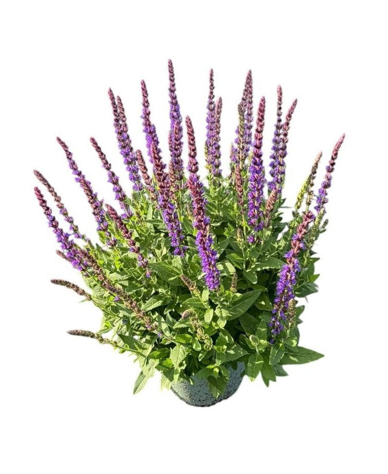 Salvia nem. Ostfriesland 40cm 19cm Pot
