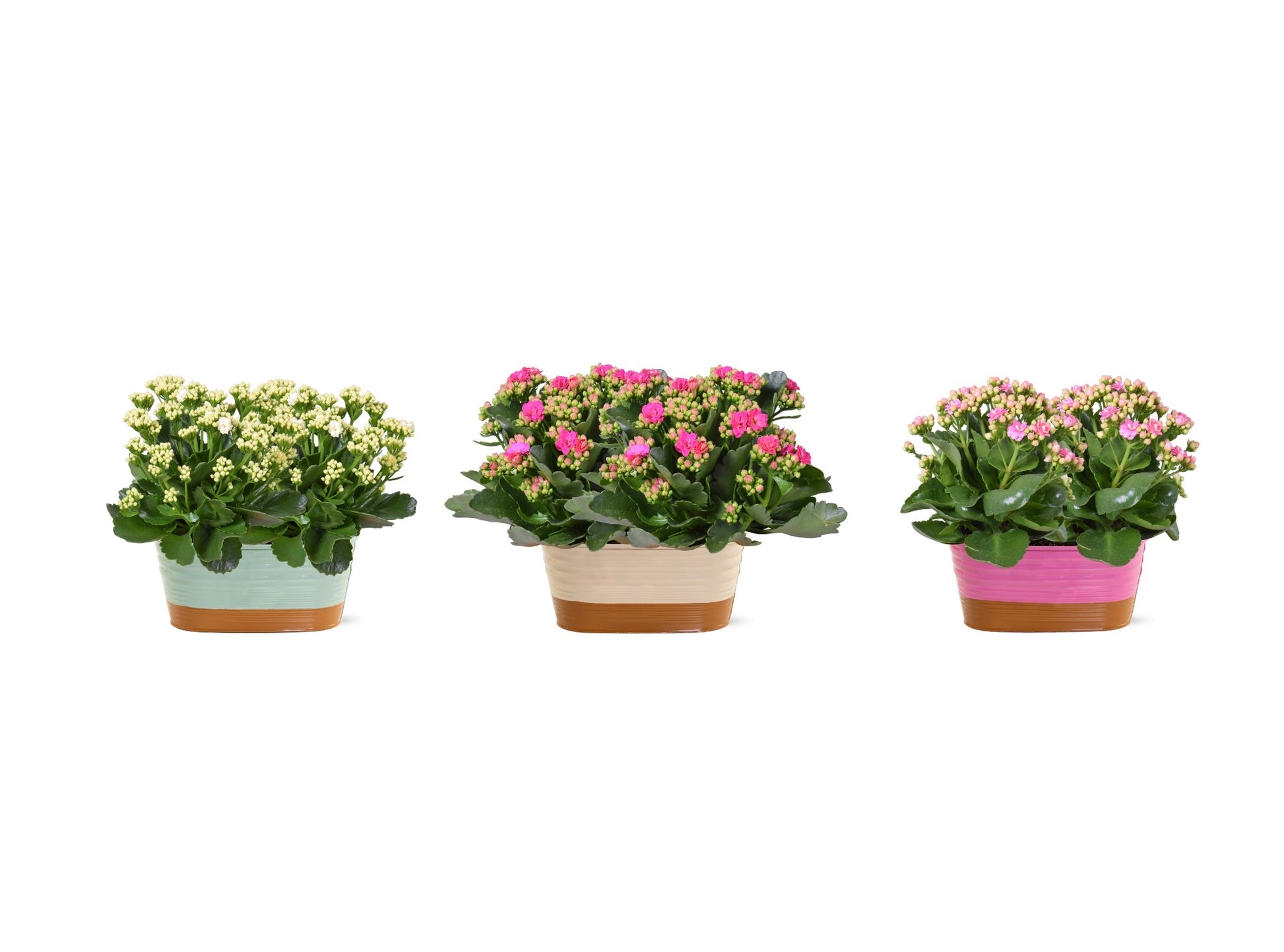 Kalanchoe mix 25cm 19cm Pot