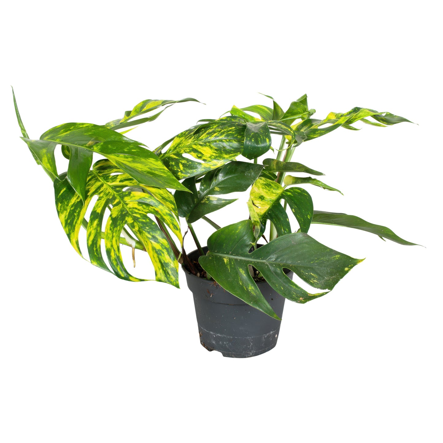 Epipremnum pin. Cintho Goldfinger 30cm 17cm Pot