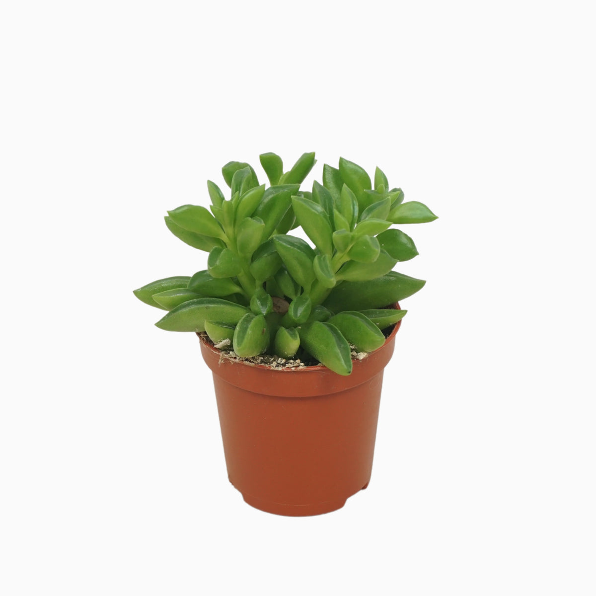Peperomia caperata 9cm 5.5cm Pot