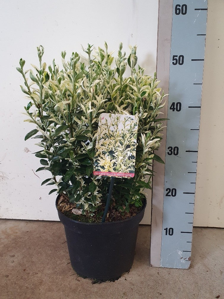 Euonymus Himalaya 45cm 23cm Pot