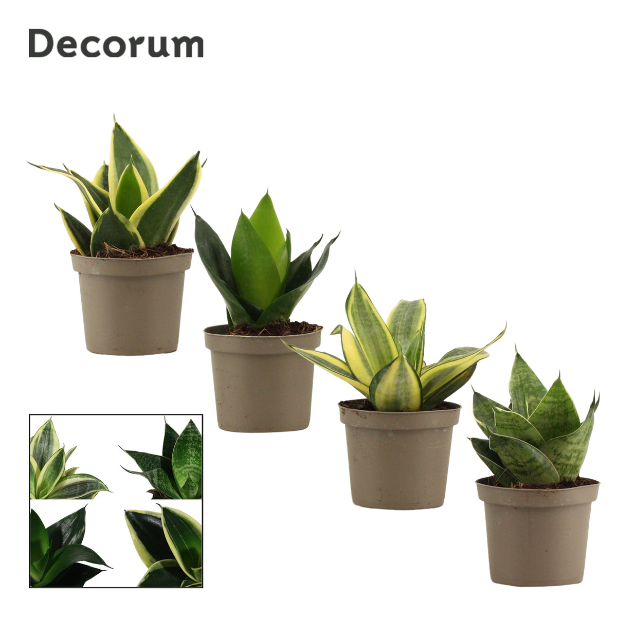 Sansevieria Hahnii 16cm 9cm Pot