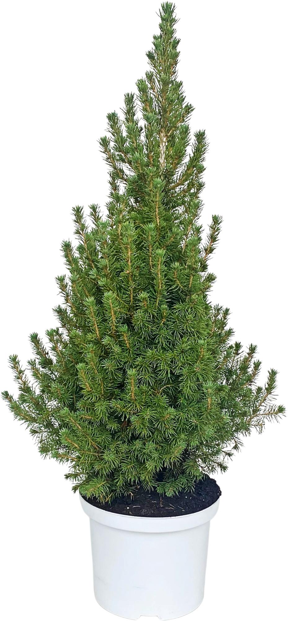Picea glauca Conica 90cm 23cm Pot