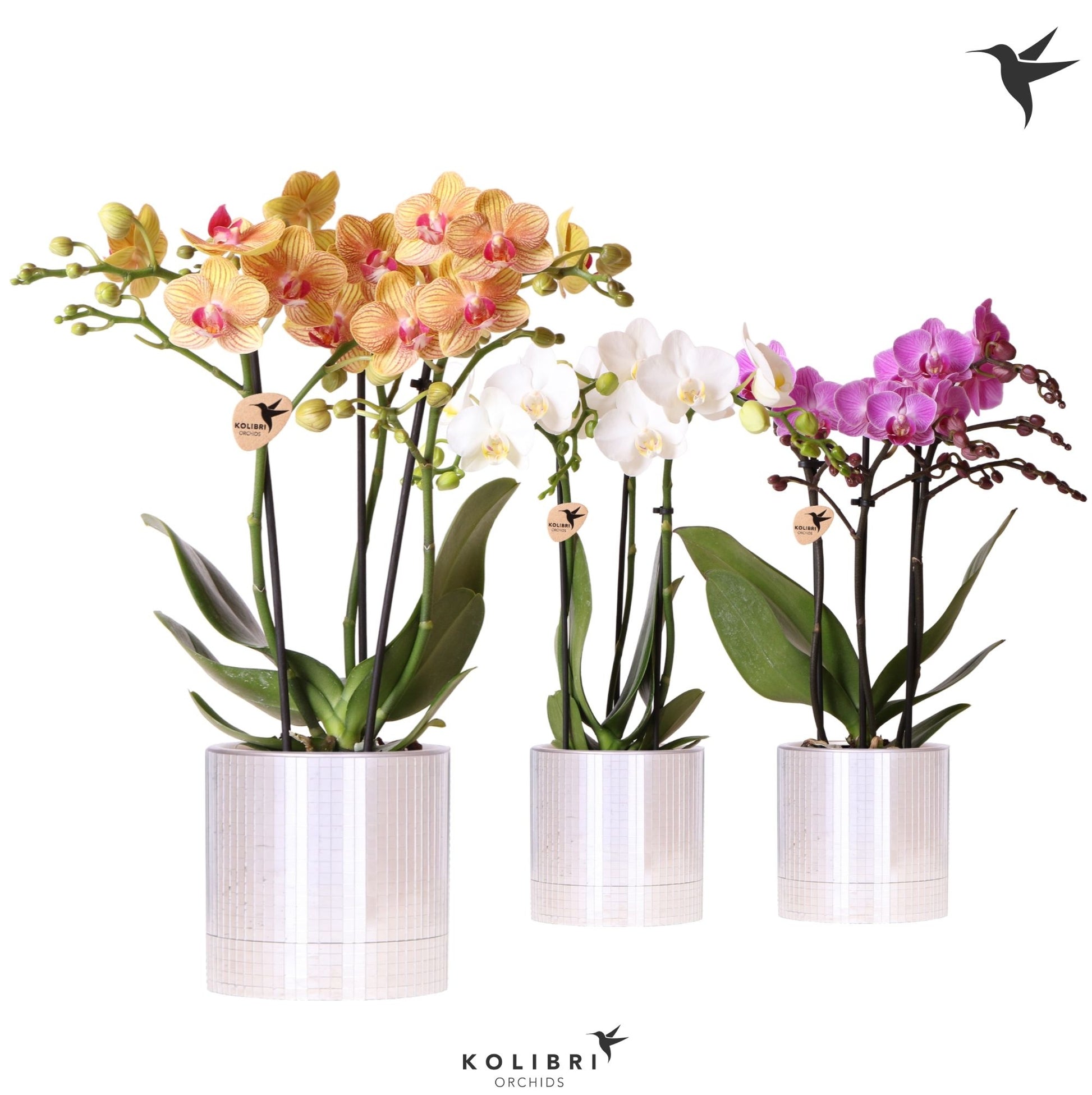 Kolibri Orchids Phalaenopsis mix 3 spike in Disco pot 40cm 9cm Pot