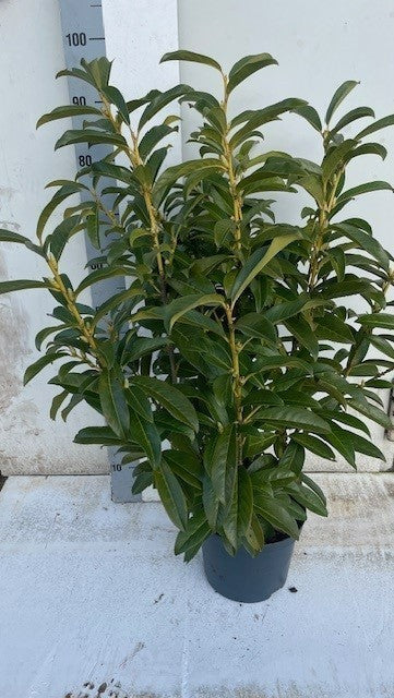 Legtenberg BV, Boomkw. Prunus laurocerasus Pack of 1