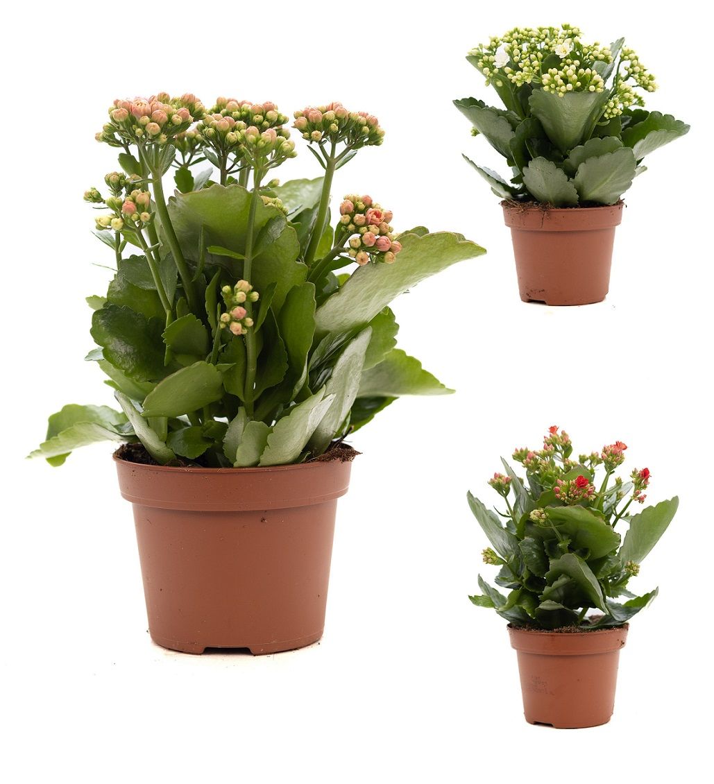 Kalanchoe Rosalina mix 27cm 12cm Pot