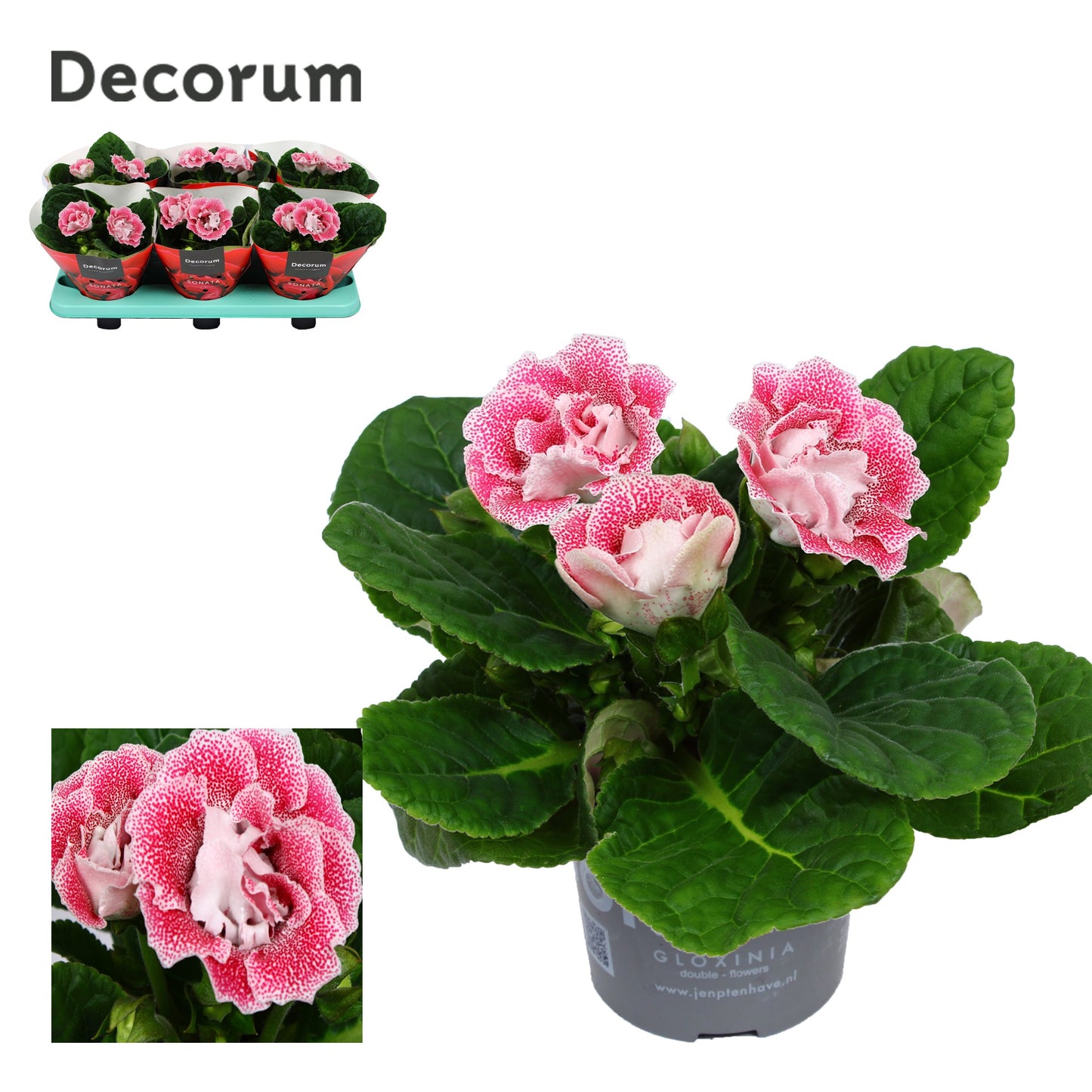 Sinningia pink spot 20cm 13cm Pot