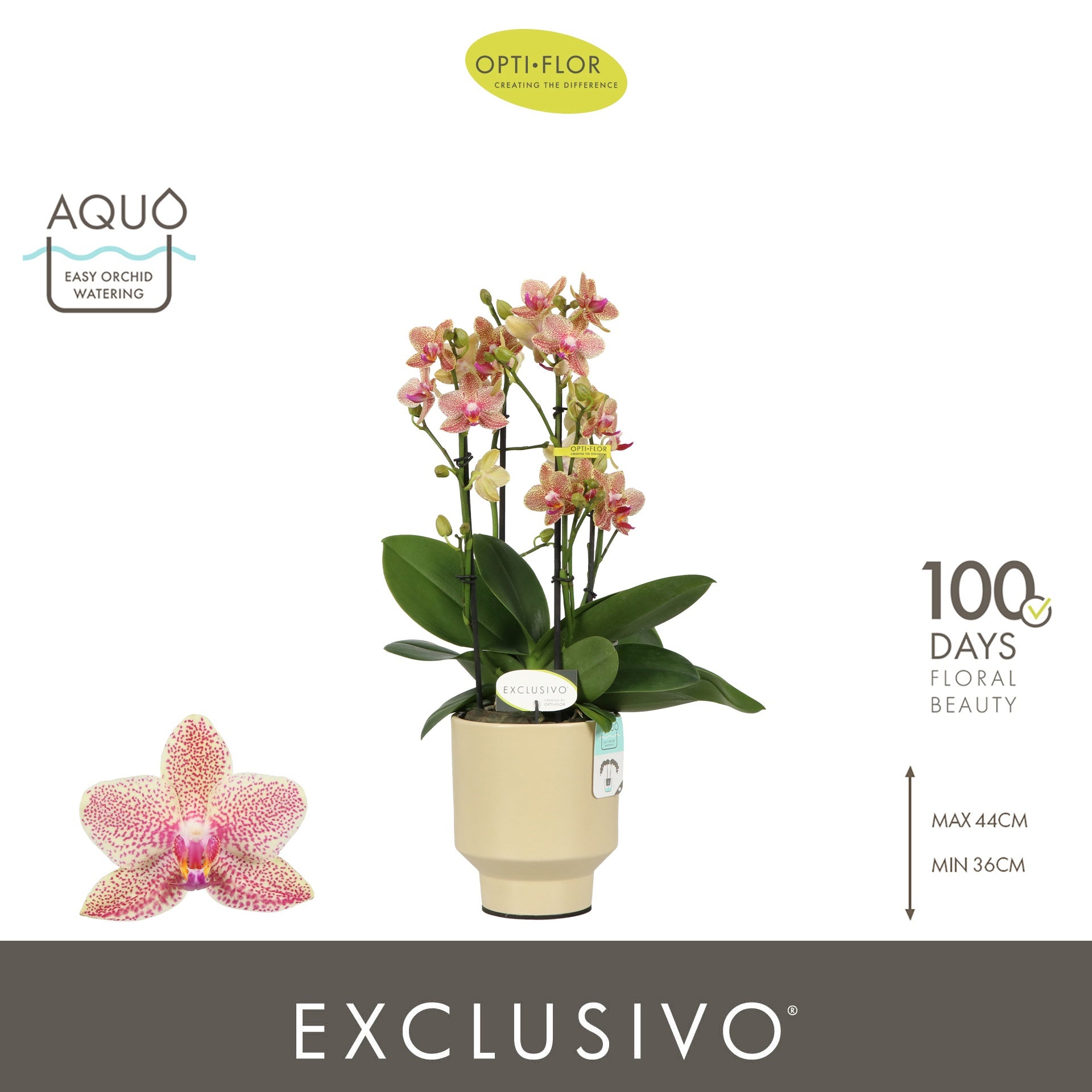 Phalaenopsis yellow 45cm 12cm Pot