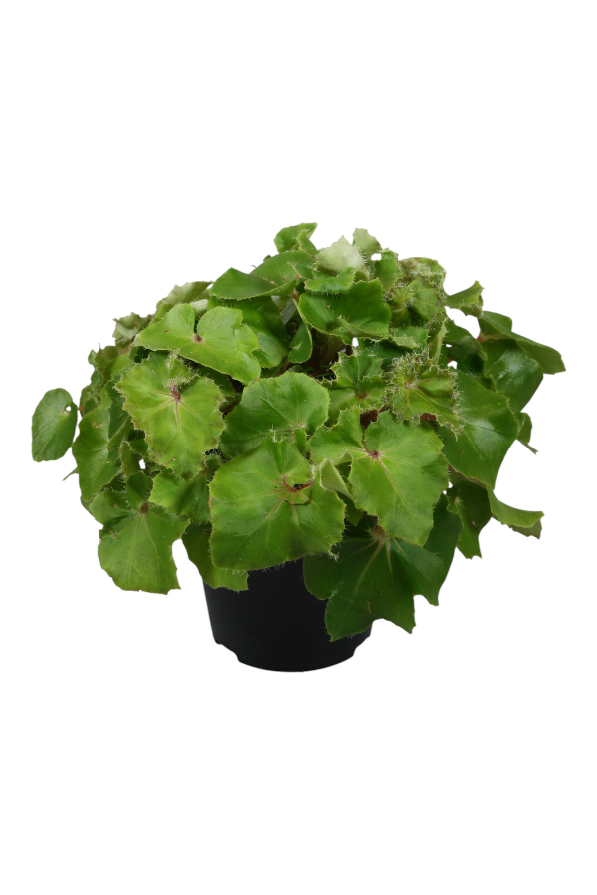 Begonia Jungle Wonders Green 30cm 15cm Pot