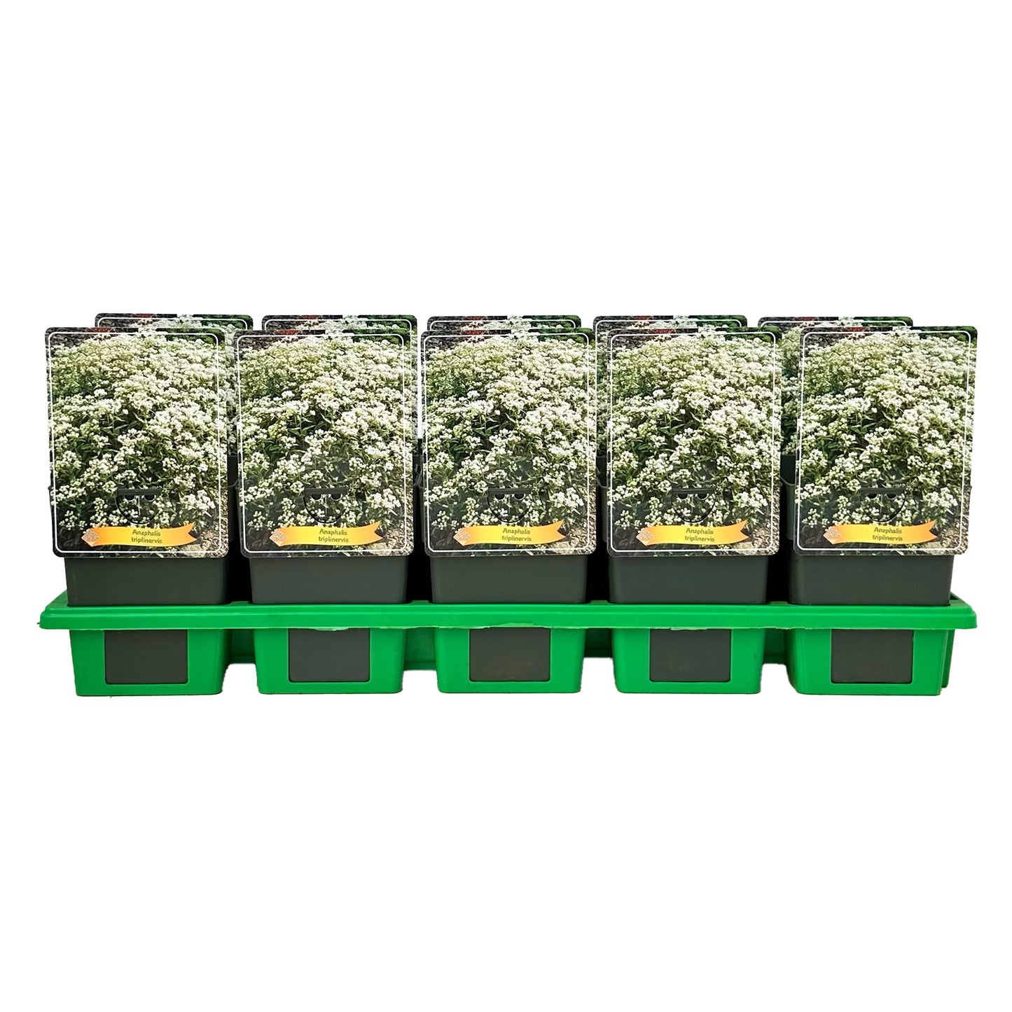 Gebr. Griffioen Anaphalis triplinervis Pack of 10