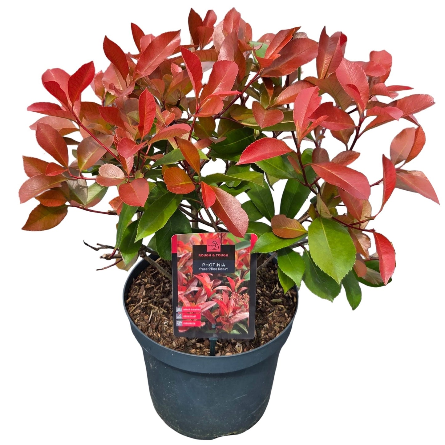 Photinia Red Robin 50cm 26cm Pot