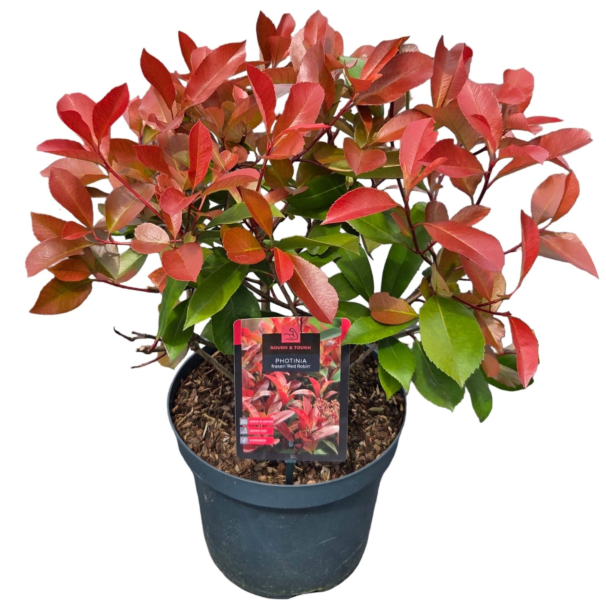 Photinia Red Robin 50cm 26cm Pot