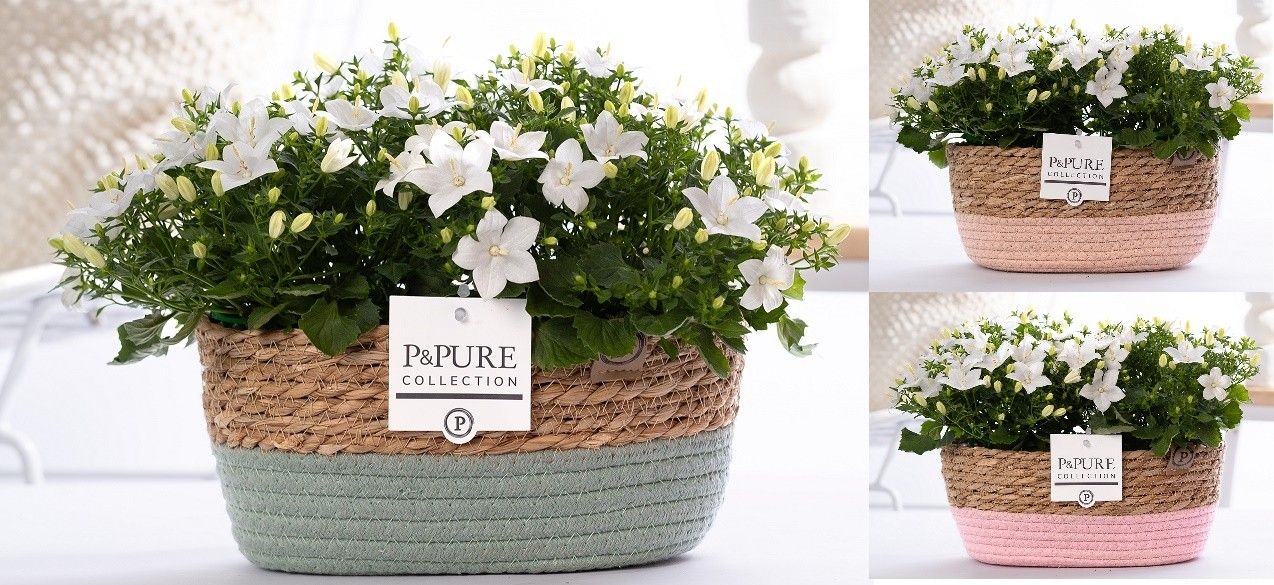 Campanula Atlanta White 17cm 27cm Pot