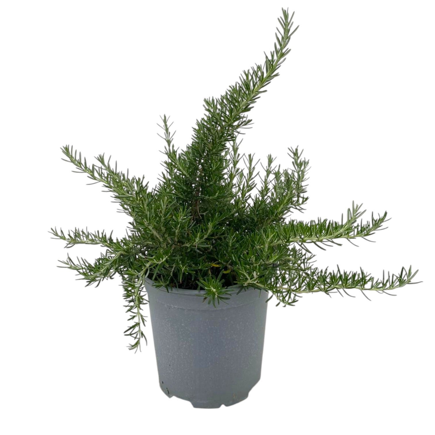 Rosmarinus officinalis Prostratus 35cm 18cm Pot