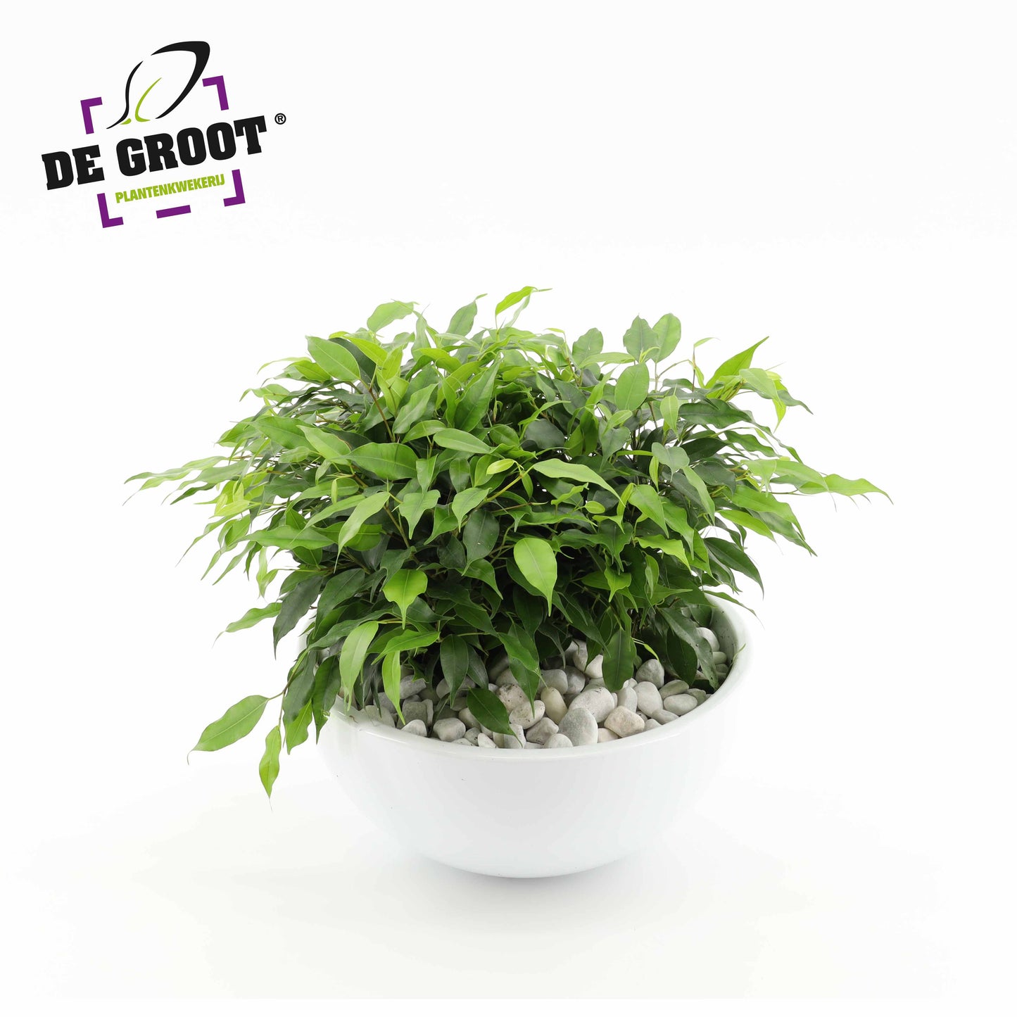 Plants in bakken 25cm Pot