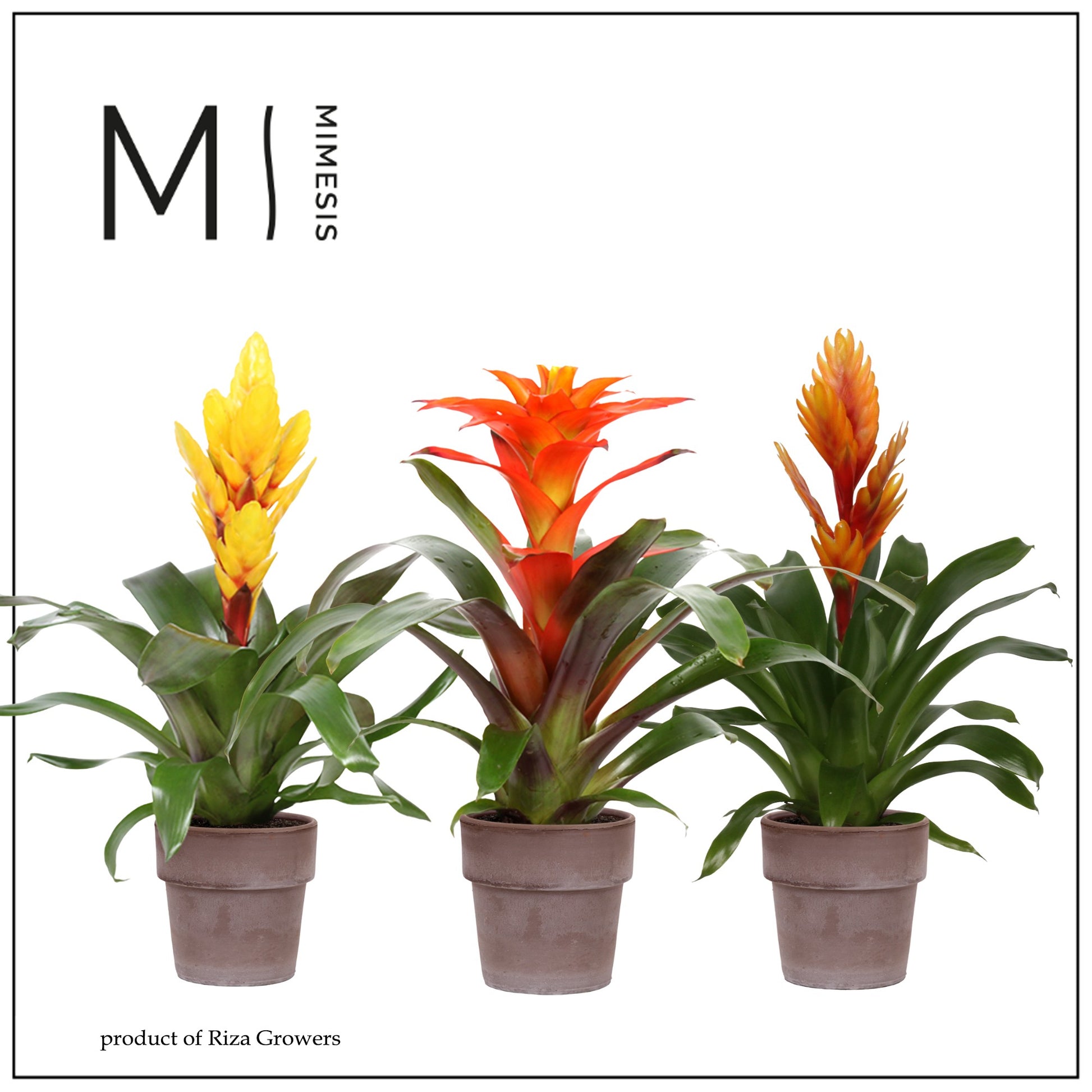 Bromelia mix (+ drp.Toscana) 45cm 12cm Pot