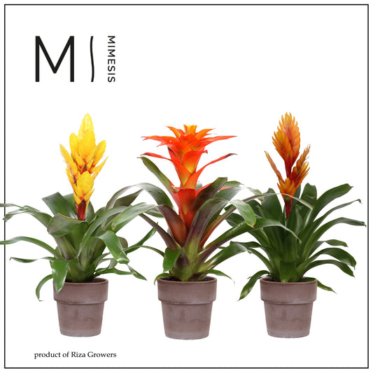 Bromelia mix (+ drp.Toscana) 45cm 12cm Pot