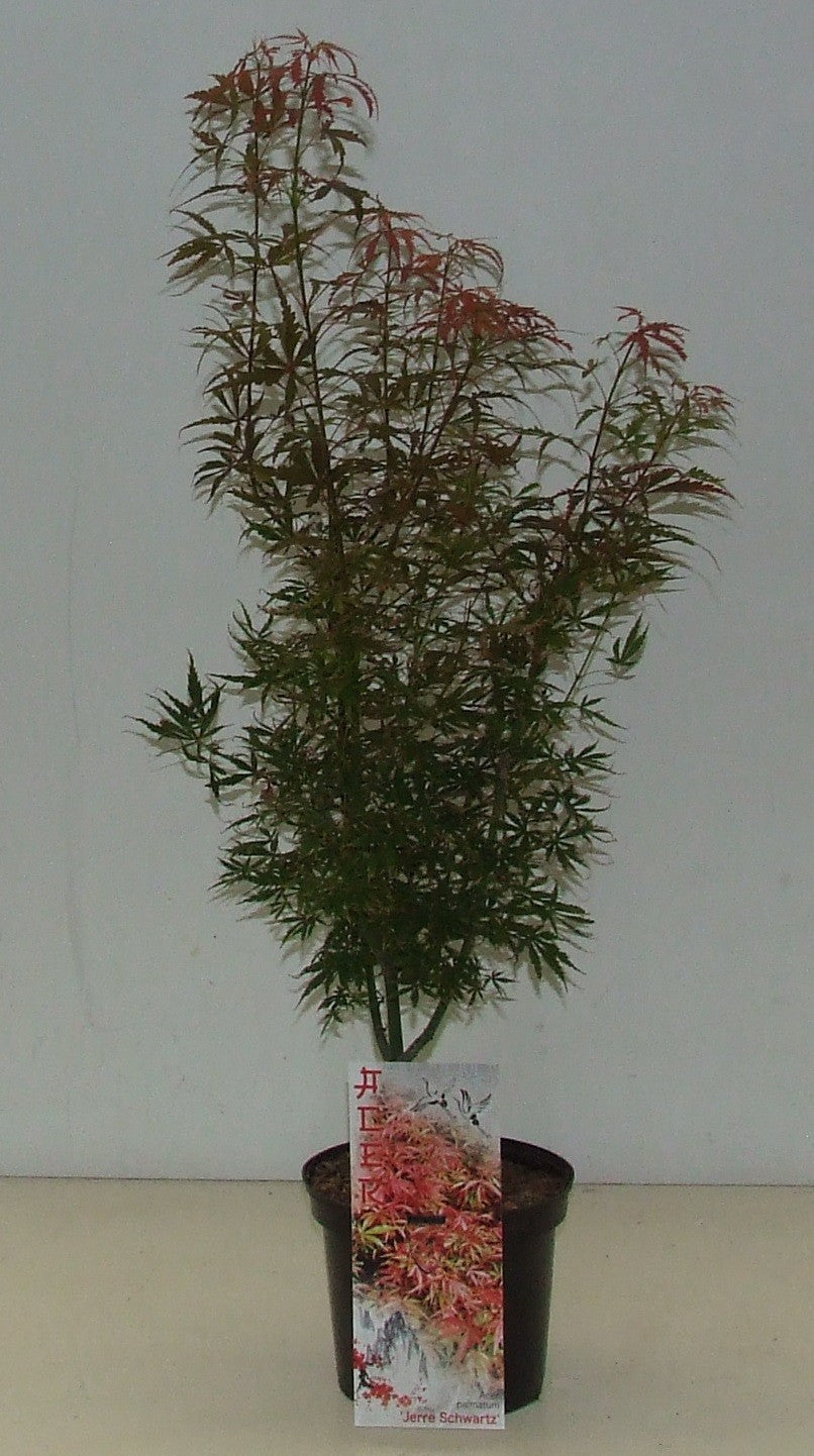 Acer Jerre Schwartz 60cm 19cm Pot