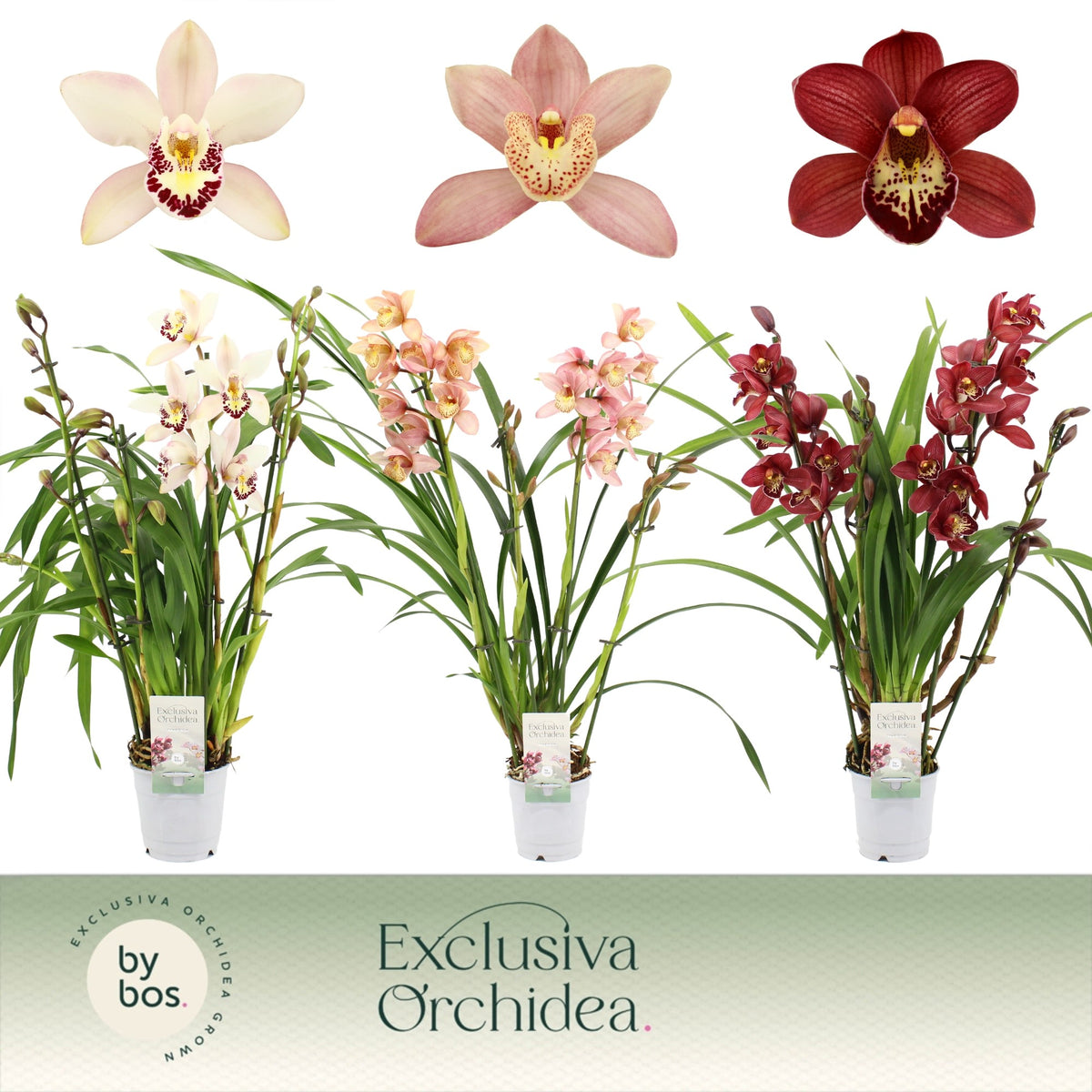 Cymbidium mix. 4 spike Exclusiva 60cm 12cm Pot