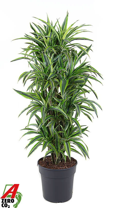 Dracaena fragrans Lemon Lime 150cm 31cm Pot