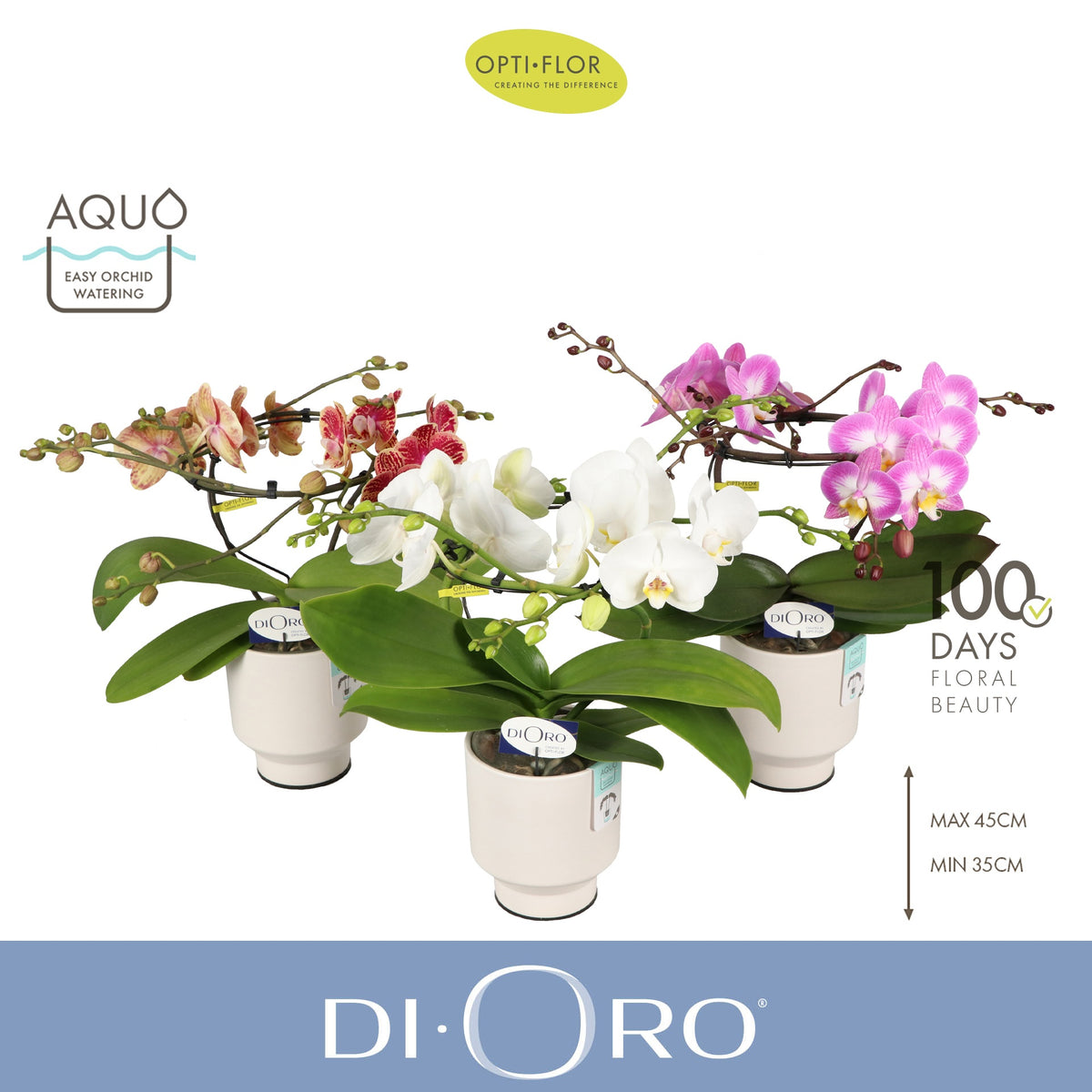Phalaenopsis mix 50cm 12cm Pot