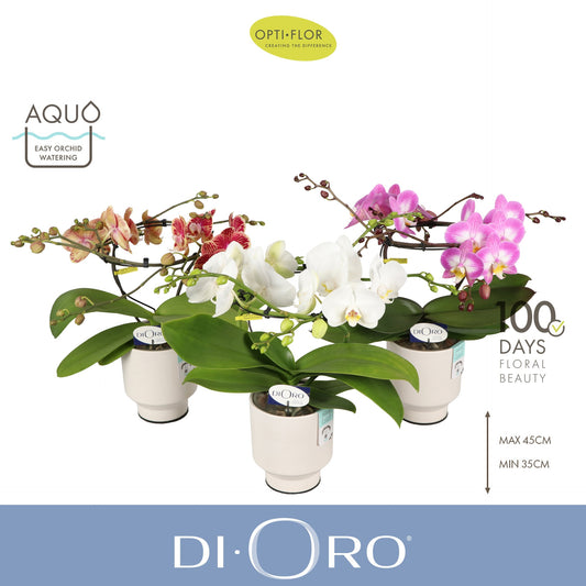 Phalaenopsis mix 50cm 12cm Pot