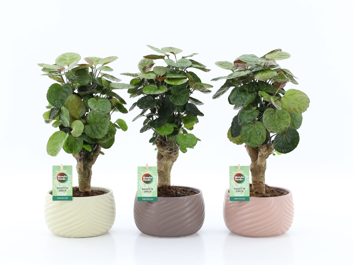 Polyscias Fabian 40cm 16cm Pot