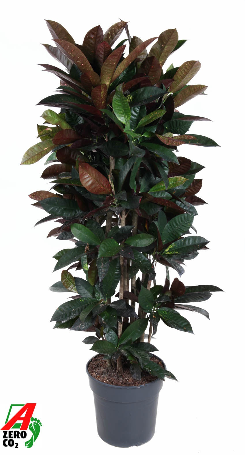 Codiaeum Mrs Iceton 140cm 31cm Pot