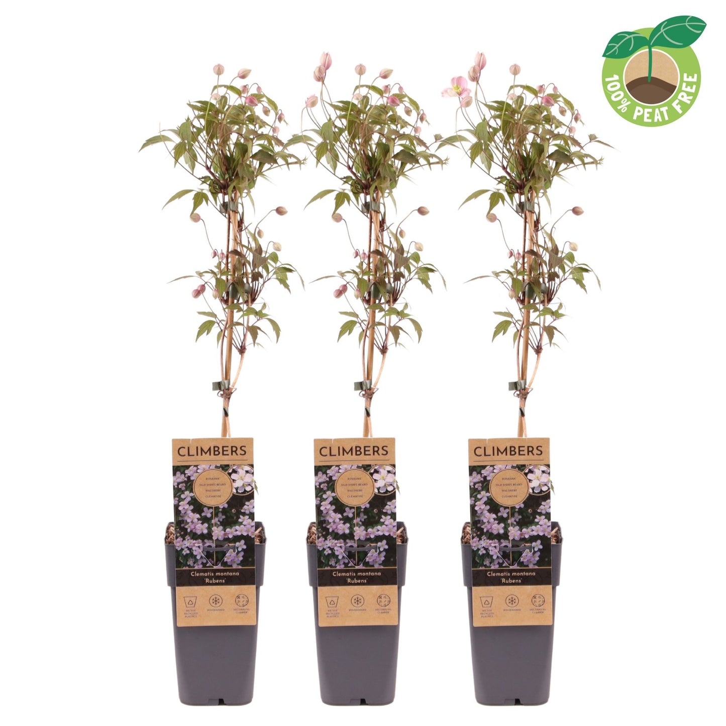 Streng Growers B.V. Clematis montana Rubens Pack of 10