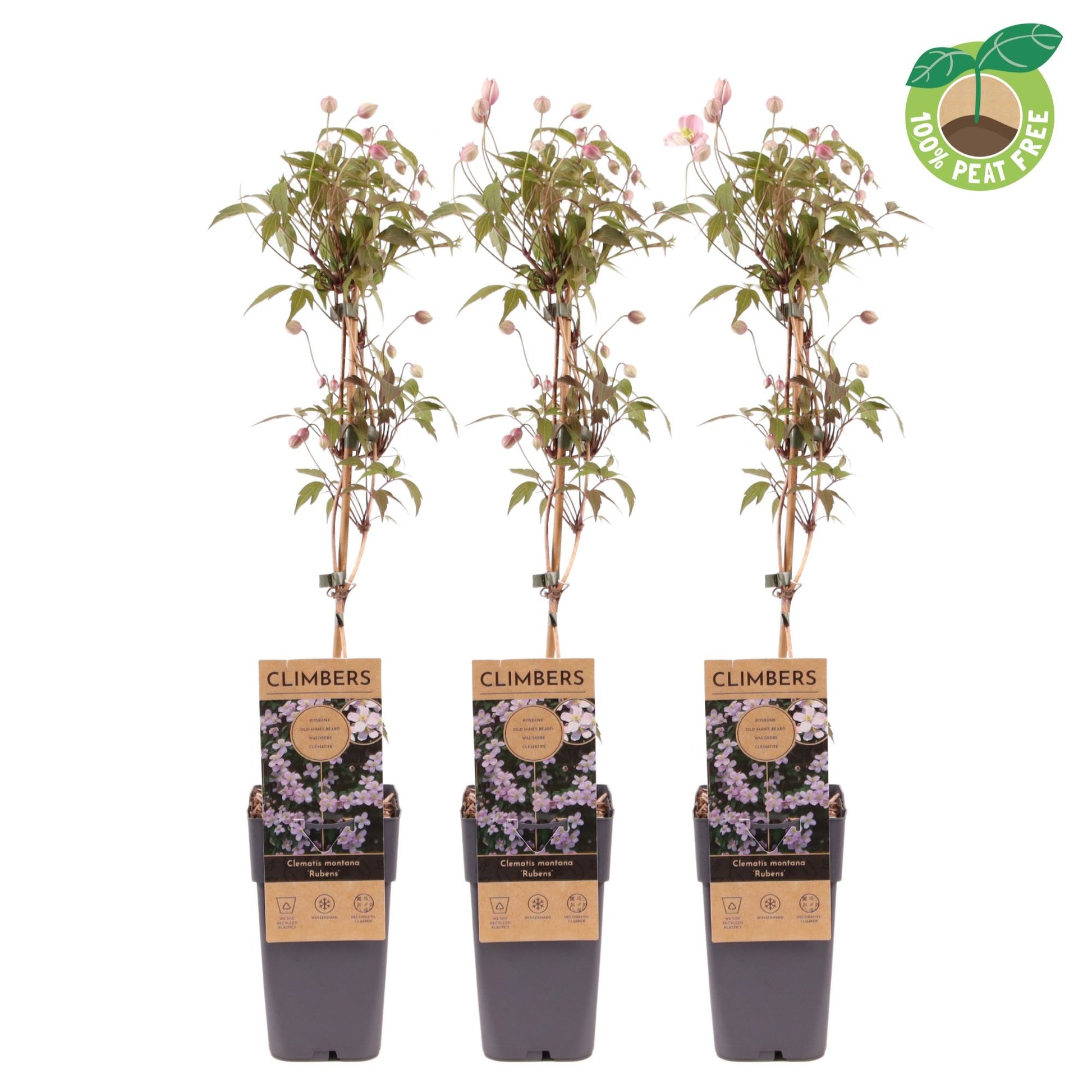 Streng Growers B.V. Clematis montana Rubens Pack of 10