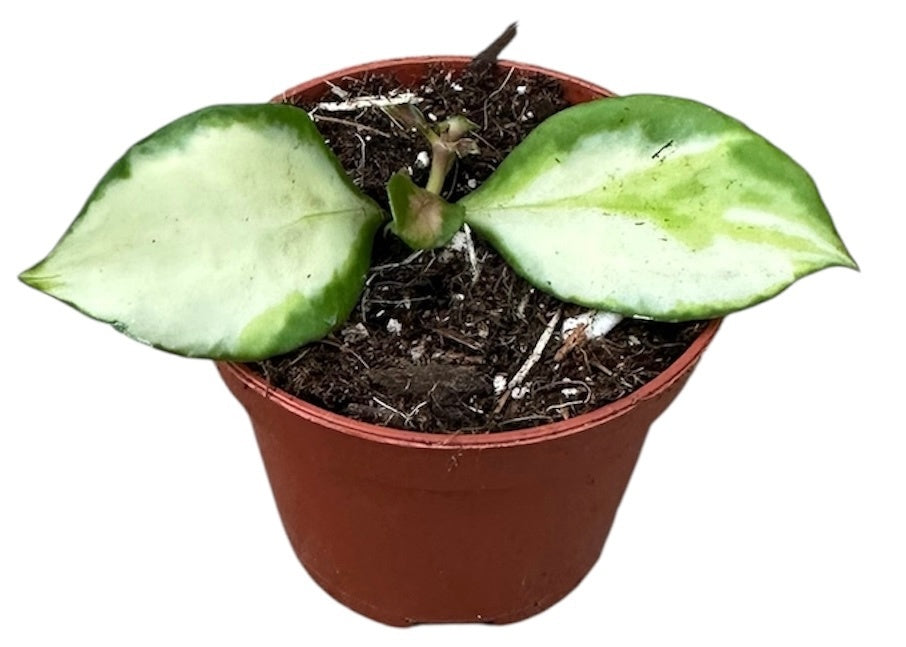 Hoya australis 8cm 6cm Pot