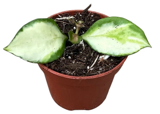 Hoya australis 8cm 6cm Pot