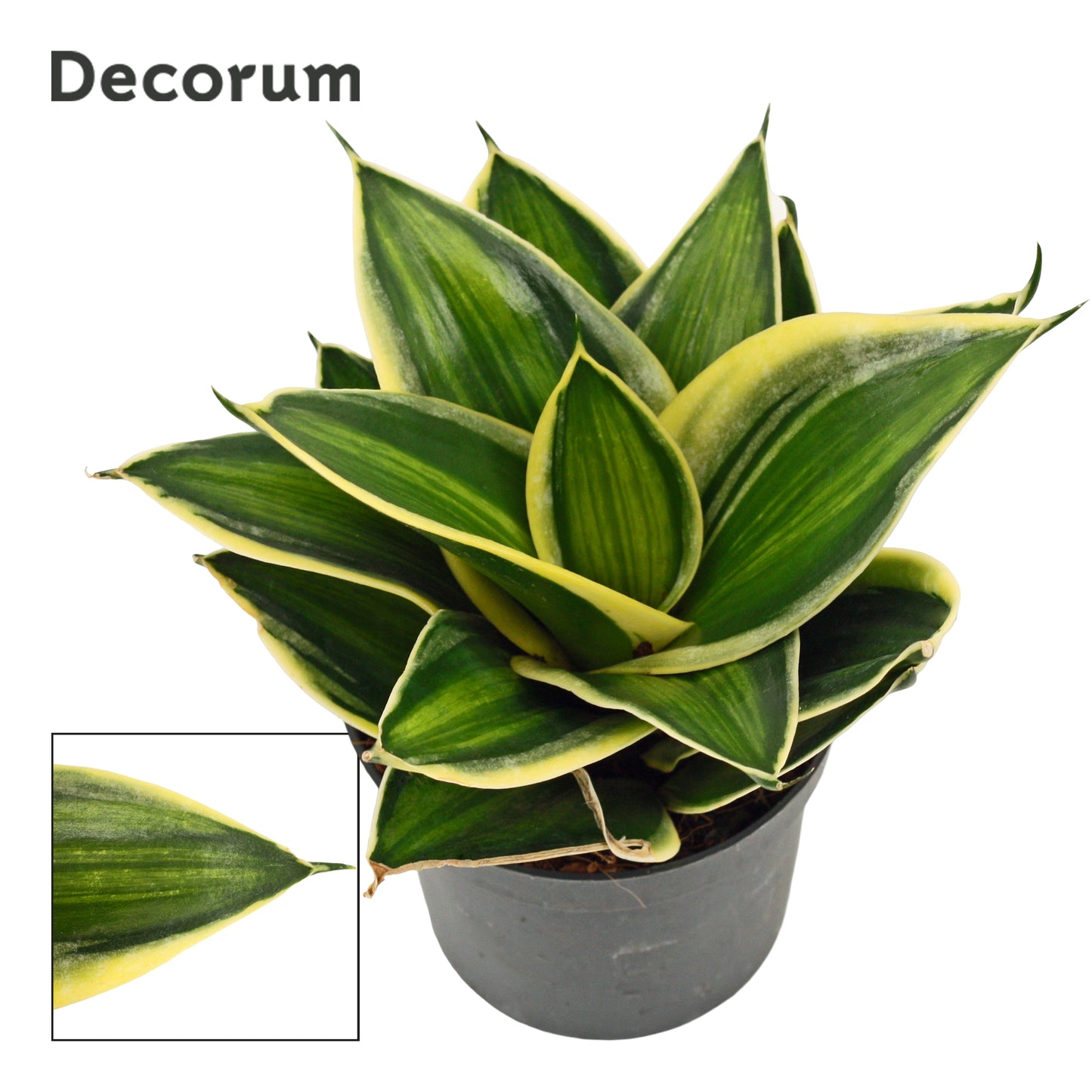 Sansevieria Hahnii 16cm 9cm Pot