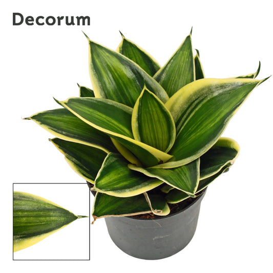 Sansevieria Hahnii 16cm 9cm Pot
