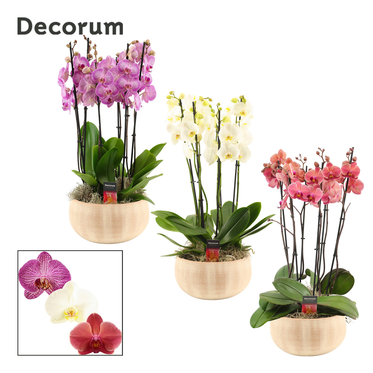 Phalaenopsis mix 65cm 27cm Pot