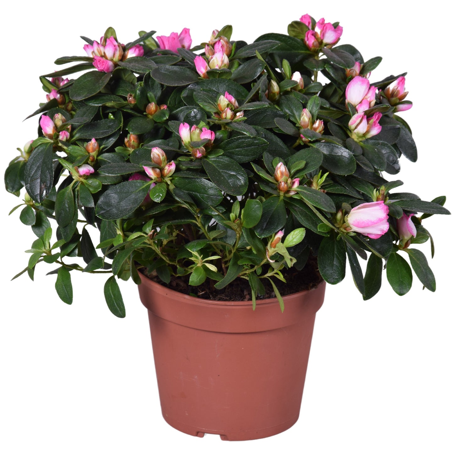 Rhododendron simsii Hülsten 30cm 14cm Pot